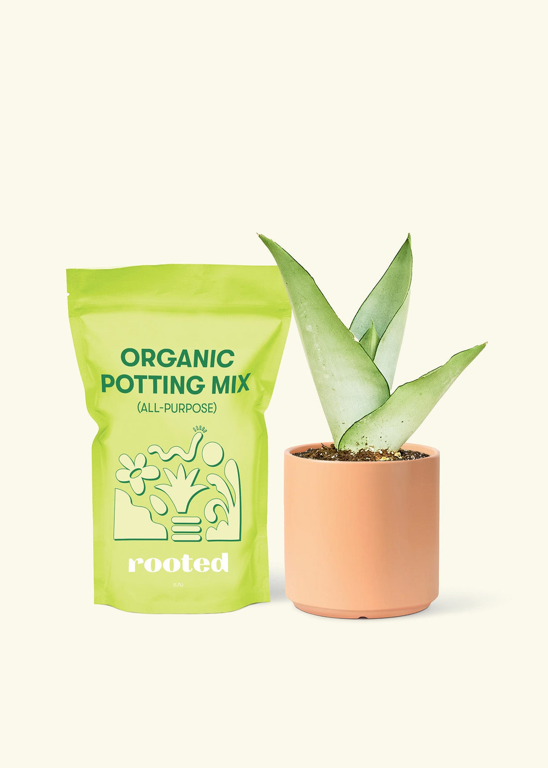 Small Moonshine Snake Plant (Sansevieria trifasciata &