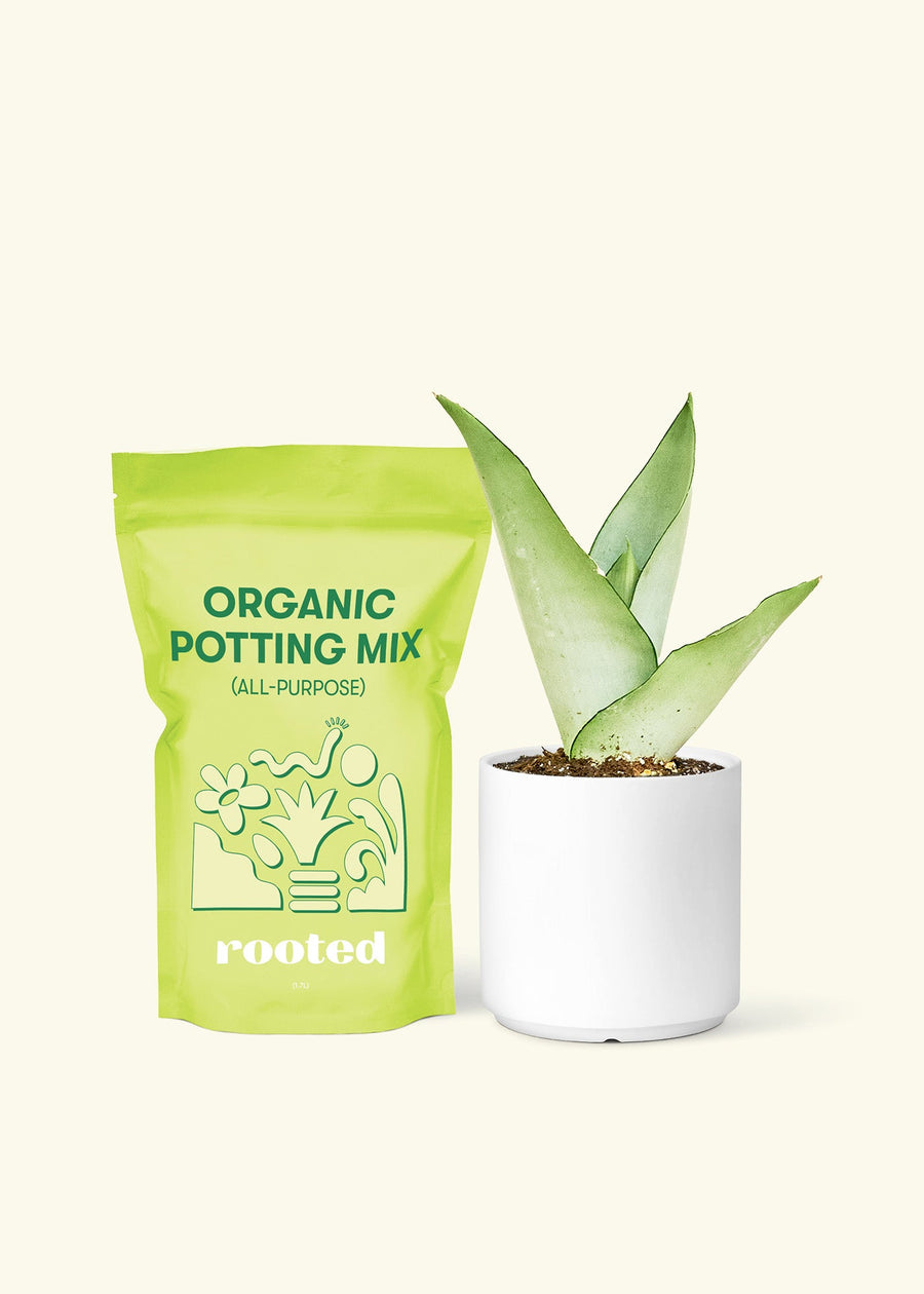 Small Moonshine Snake Plant (Sansevieria trifasciata 'Moonshine') in a white cylinder pot and a bag of soil.