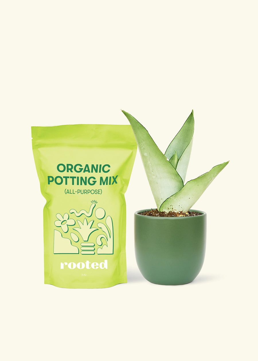 Small Moonshine Snake Plant (Sansevieria trifasciata 'Moonshine') in a green rounded pot and a bag of soil.