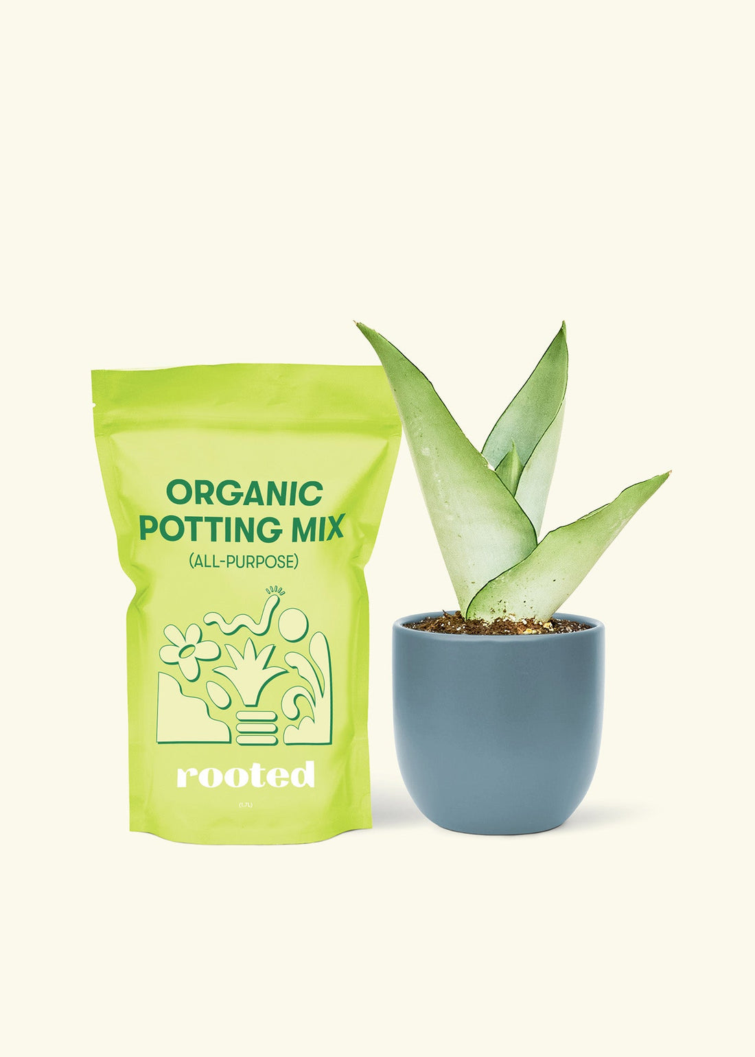 Small Moonshine Snake Plant (Sansevieria trifasciata &