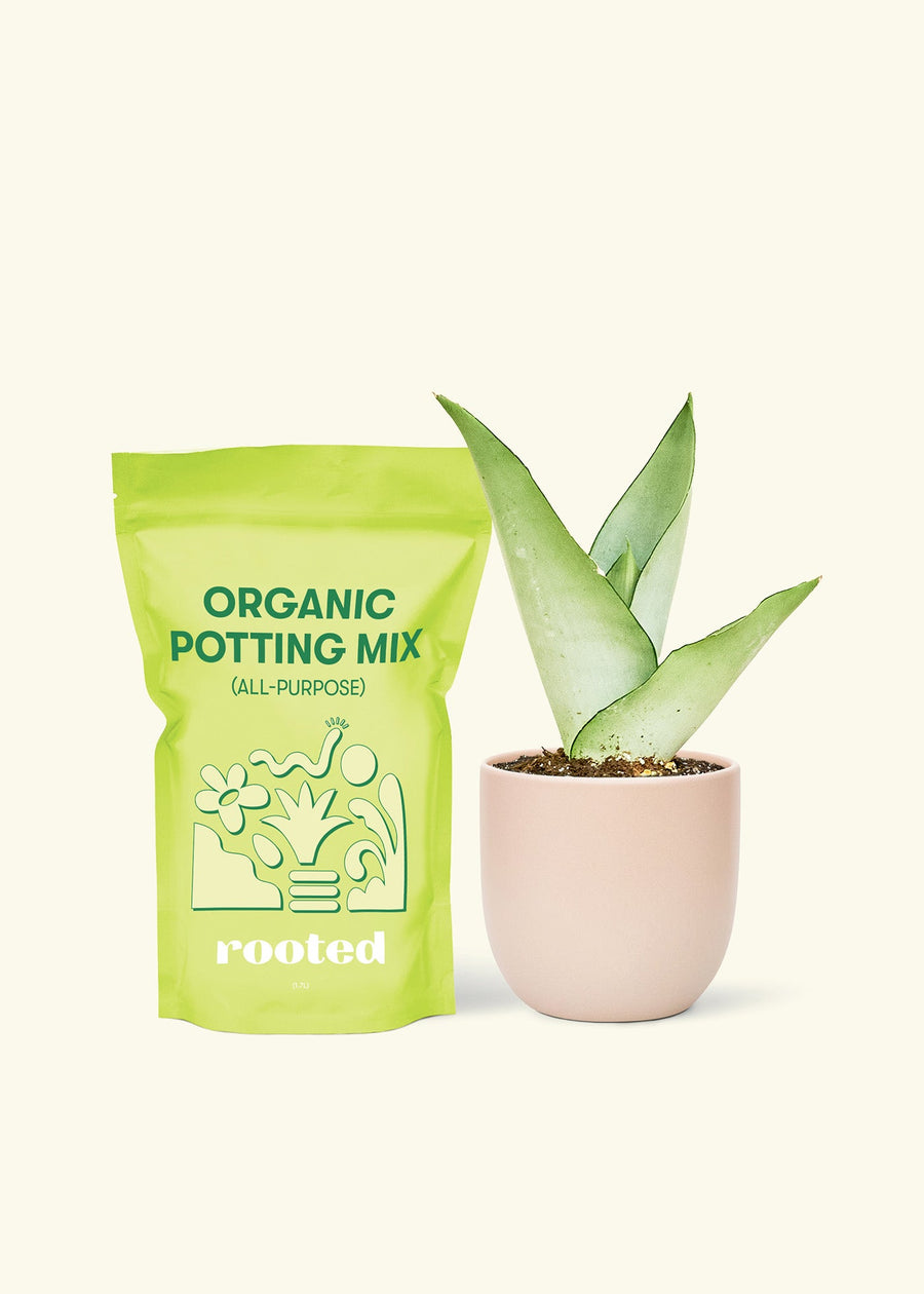 Small Moonshine Snake Plant (Sansevieria trifasciata 'Moonshine') in a pink rounded pot and a bag of soil.