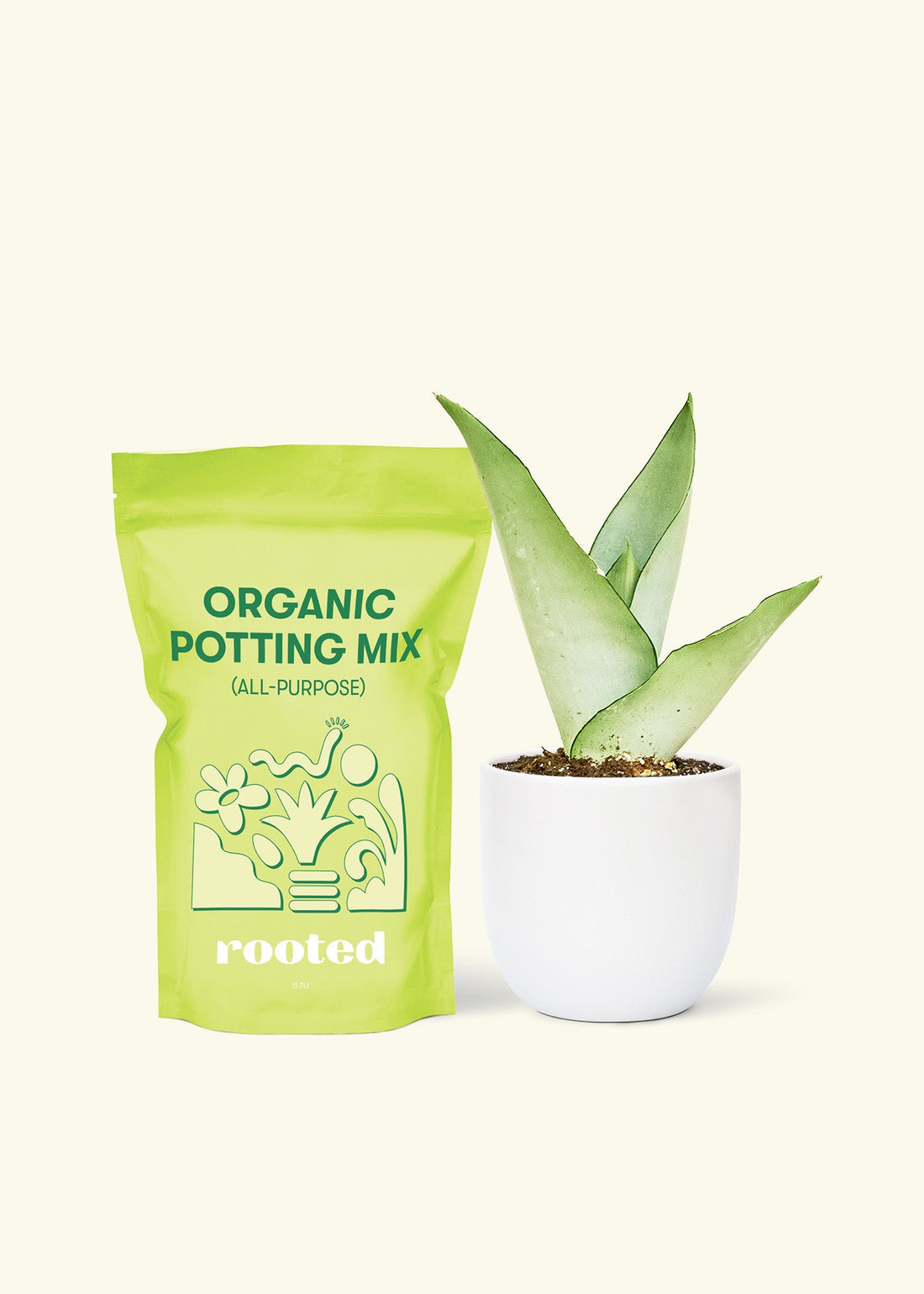 Small Moonshine Snake Plant (Sansevieria trifasciata &