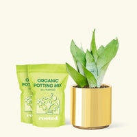 Medium Moonshine Snake Plant (Sansevieria trifasciata 'Moonshine') in a gold cylinder pot and two bag of soil.