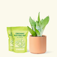 Medium Moonshine Snake Plant (Sansevieria trifasciata 'Moonshine') in a peach cylinder pot and two bag of soil.