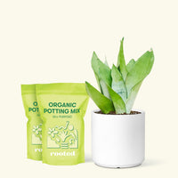 Medium Moonshine Snake Plant (Sansevieria trifasciata 'Moonshine') in a white cylinder pot and two bag of soil.