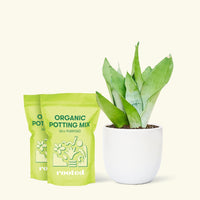Medium Moonshine Snake Plant (Sansevieria trifasciata 'Moonshine') in a white rounded pot and two bag of soil.