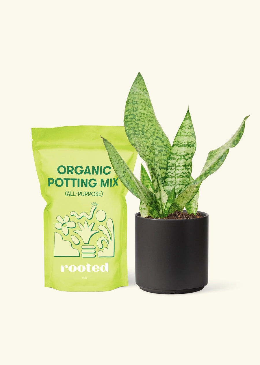 Small Snake Plant (Sansevieria zeylanica) in a black cylinder pot and a bag of soil.