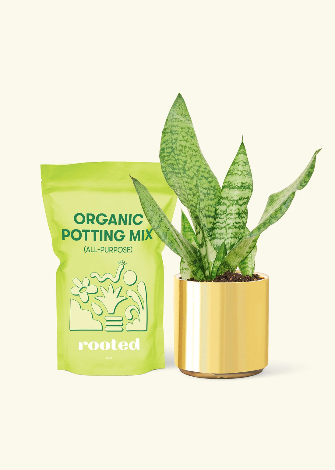 Small Snake Plant (Sansevieria zeylanica) in a gold cylinder pot and a bag of soil.