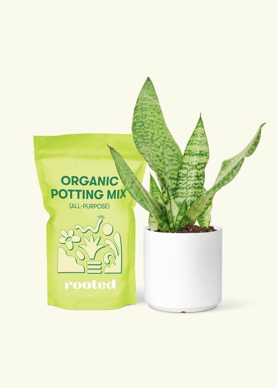 Small Snake Plant (Sansevieria zeylanica) in a white cylinder pot and a bag of soil.