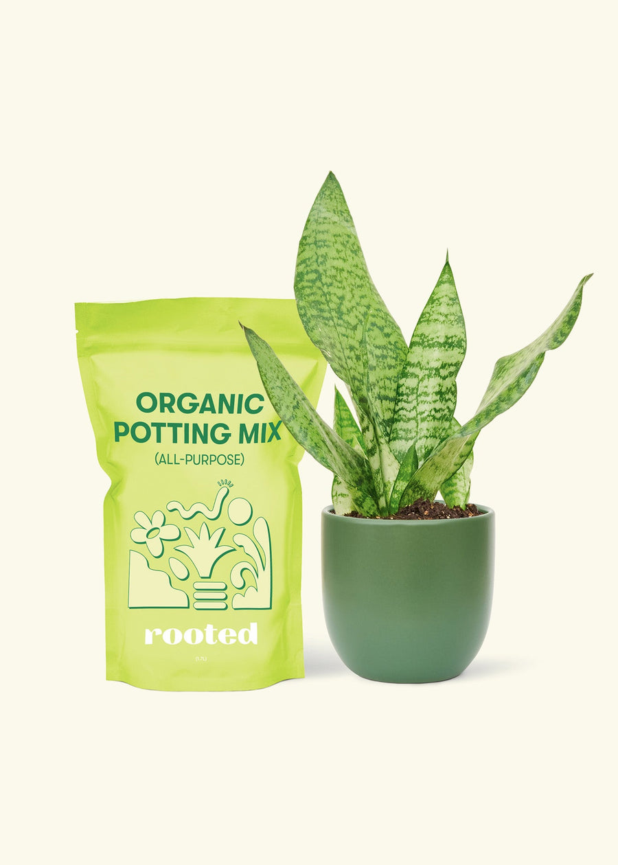 Small Snake Plant (Sansevieria zeylanica) in a green rounded pot and a bag of soil.