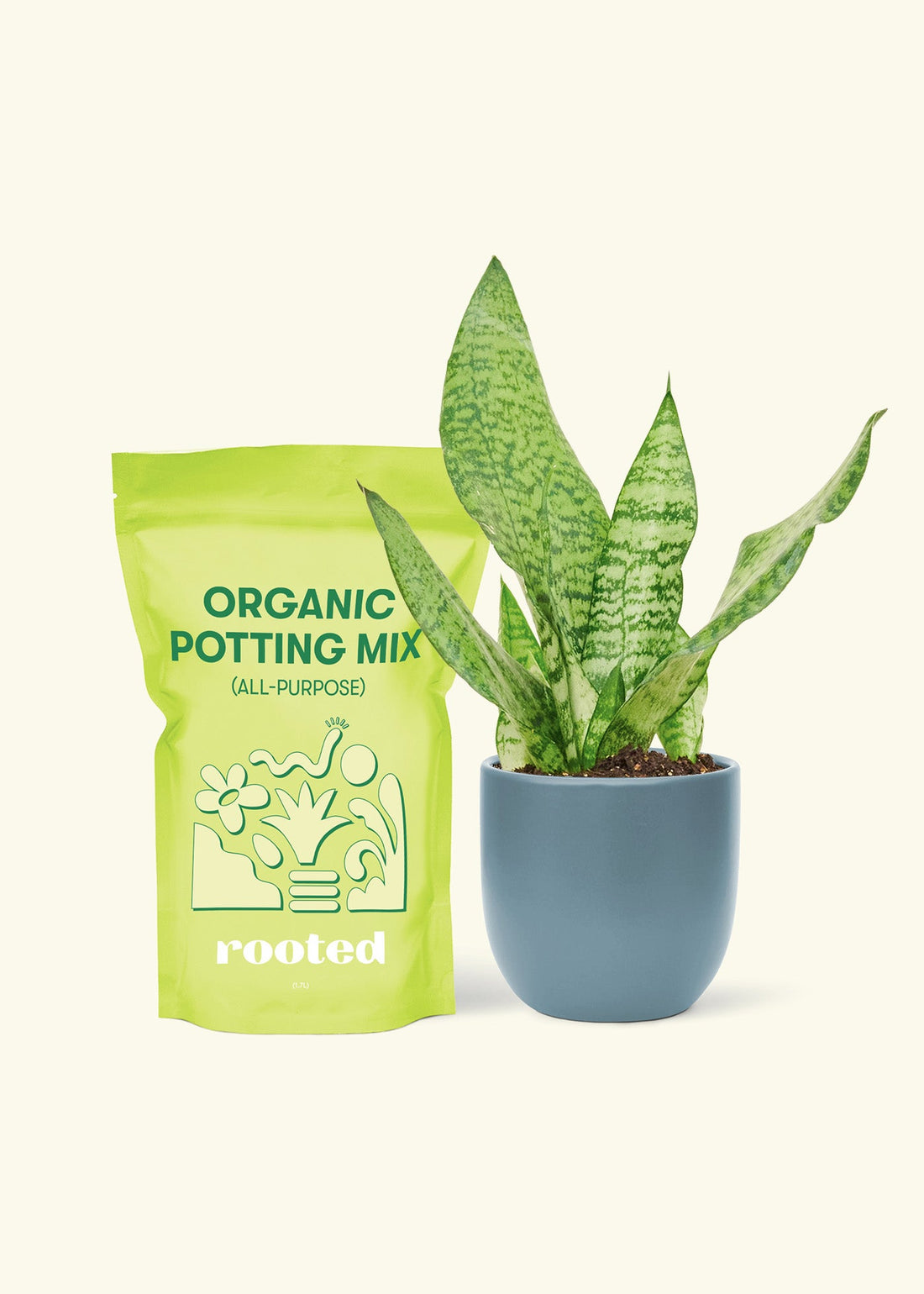 Small Snake Plant (Sansevieria zeylanica) in a indigo rounded pot and a bag of soil.