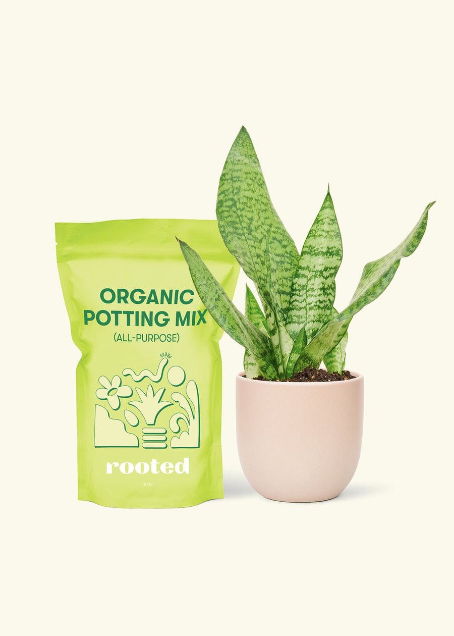 Small Snake Plant (Sansevieria zeylanica) in a pink rounded pot and a bag of soil.