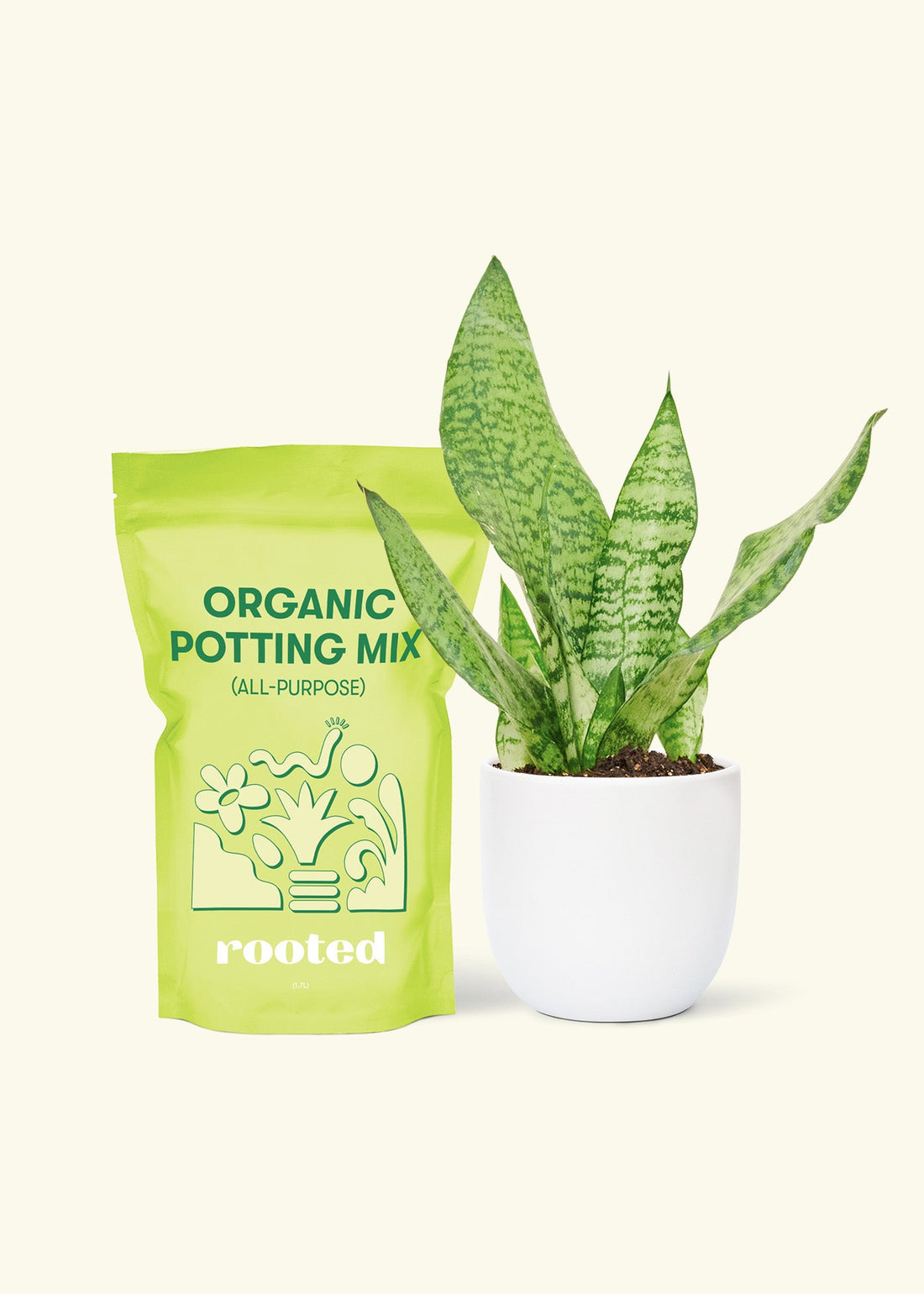 Small Snake Plant (Sansevieria zeylanica) in a white rounded pot and a bag of soil.