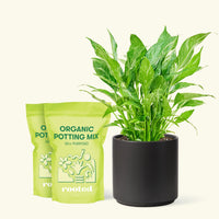Medium Variegated Peace Lily (Spathiphyllum wallisii 'Domino') in a black cylinder pot and two bag of soil.