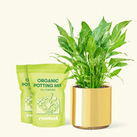 Medium Variegated Peace Lily (Spathiphyllum wallisii 'Domino') in a gold cylinder pot and two bag of soil.