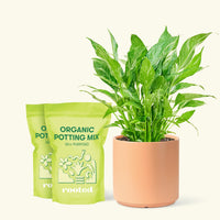Medium Variegated Peace Lily (Spathiphyllum wallisii 'Domino') in a peach cylinder pot and two bag of soil.