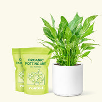 Medium Variegated Peace Lily (Spathiphyllum wallisii 'Domino') in a white cylinder pot and two bag of soil.