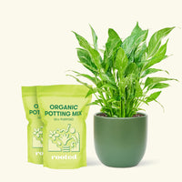 Medium Variegated Peace Lily (Spathiphyllum wallisii 'Domino') in a green rounded pot and two bag of soil.