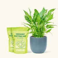 Medium Variegated Peace Lily (Spathiphyllum wallisii 'Domino') in a indigo rounded pot and two bag of soil.