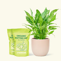 Medium Variegated Peace Lily (Spathiphyllum wallisii 'Domino') in a pink rounded pot and two bag of soil.