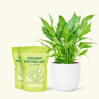 Medium Variegated Peace Lily (Spathiphyllum wallisii 'Domino') in a white rounded pot and two bag of soil.