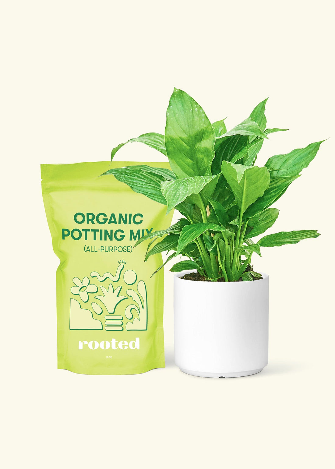 Small Spath Peace Lily (Spathiphyllum wallisii) in a white cylinder pot and a bag of soil.