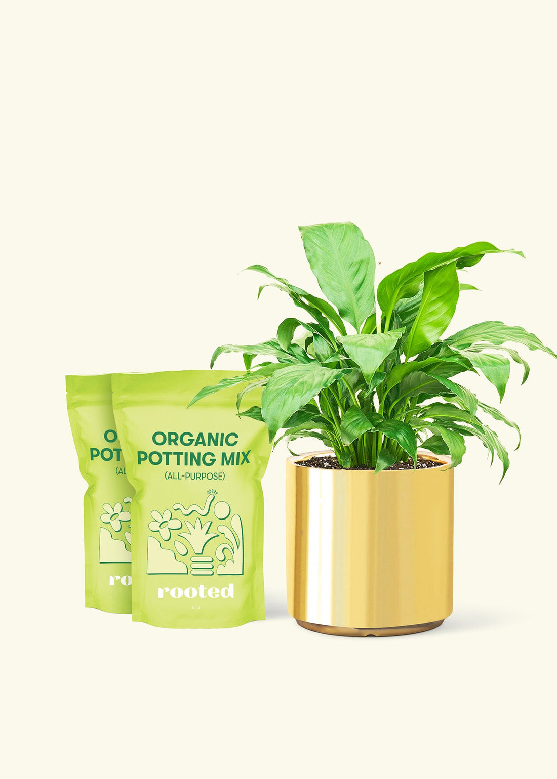 Medium Peace Lily (Spathiphyllum wallisii) in a gold cylinder pot and two bag of soil.