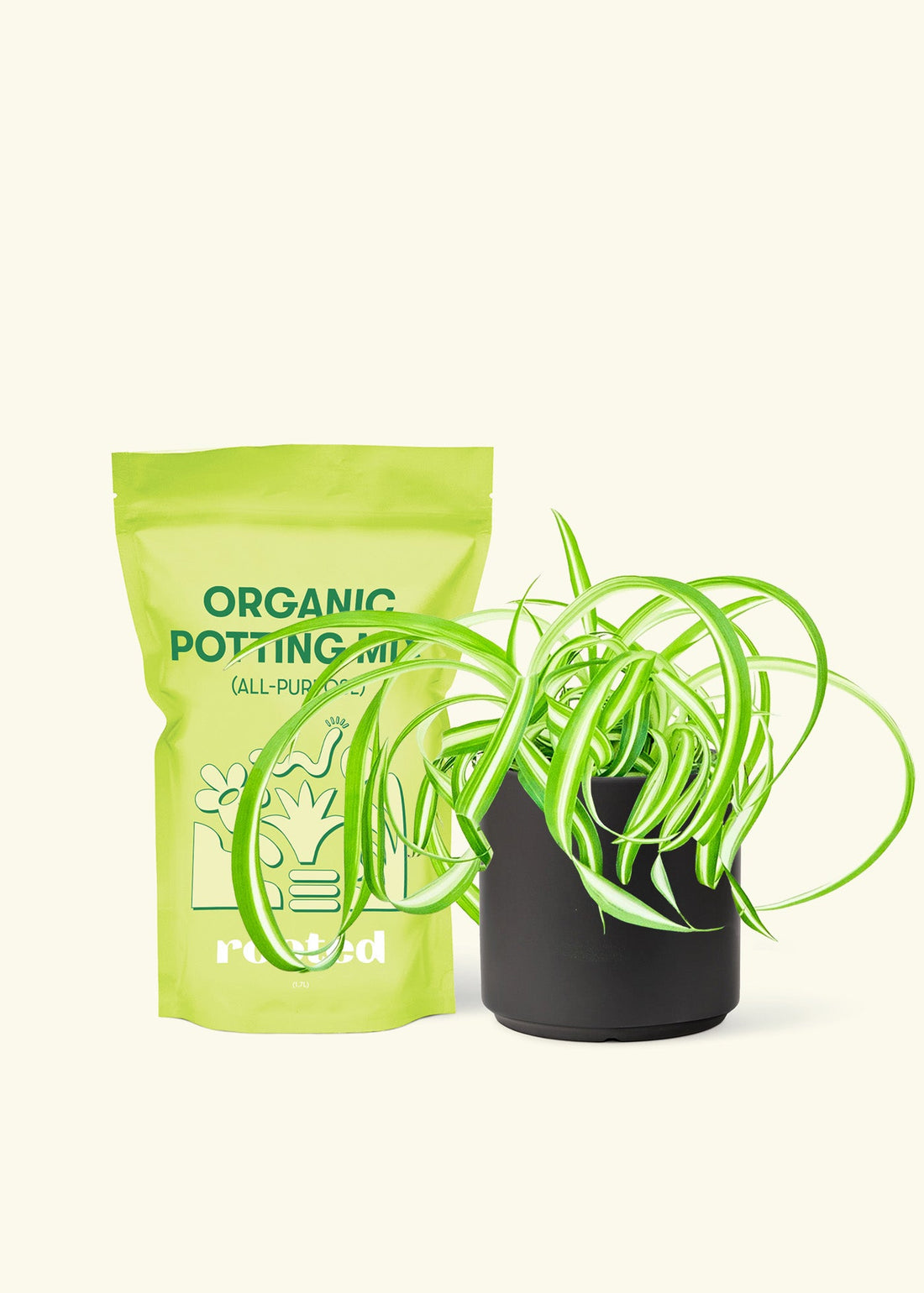 Small Spider Plant ‘Bonnie’ (Chlorophytum comosum ‘Bonnie’) in a black cylinder pot and a bag of soil.