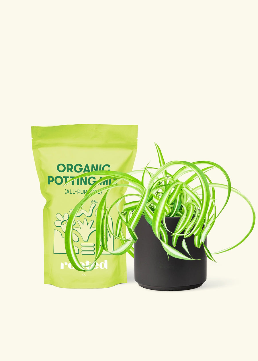Small Spider Plant ‘Bonnie’ (Chlorophytum comosum ‘Bonnie’) in a black cylinder pot and a bag of soil.