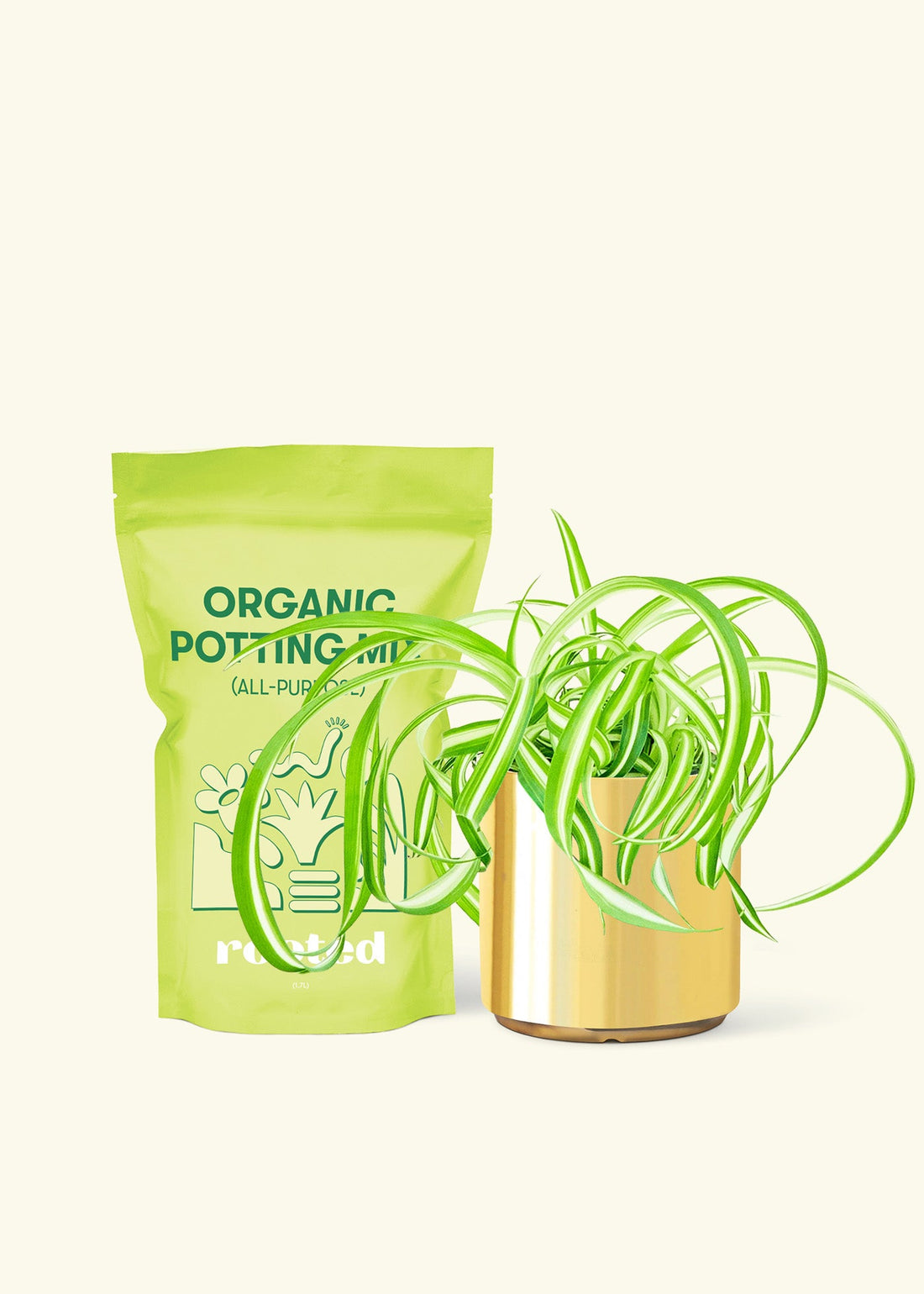 Small Spider Plant ‘Bonnie’ (Chlorophytum comosum ‘Bonnie’) in a gold cylinder pot and a bag of soil.