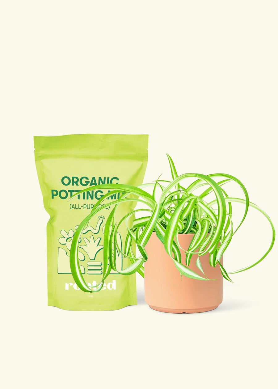 Small Spider Plant ‘Bonnie’ (Chlorophytum comosum ‘Bonnie’) in a peach cylinder pot and a bag of soil.