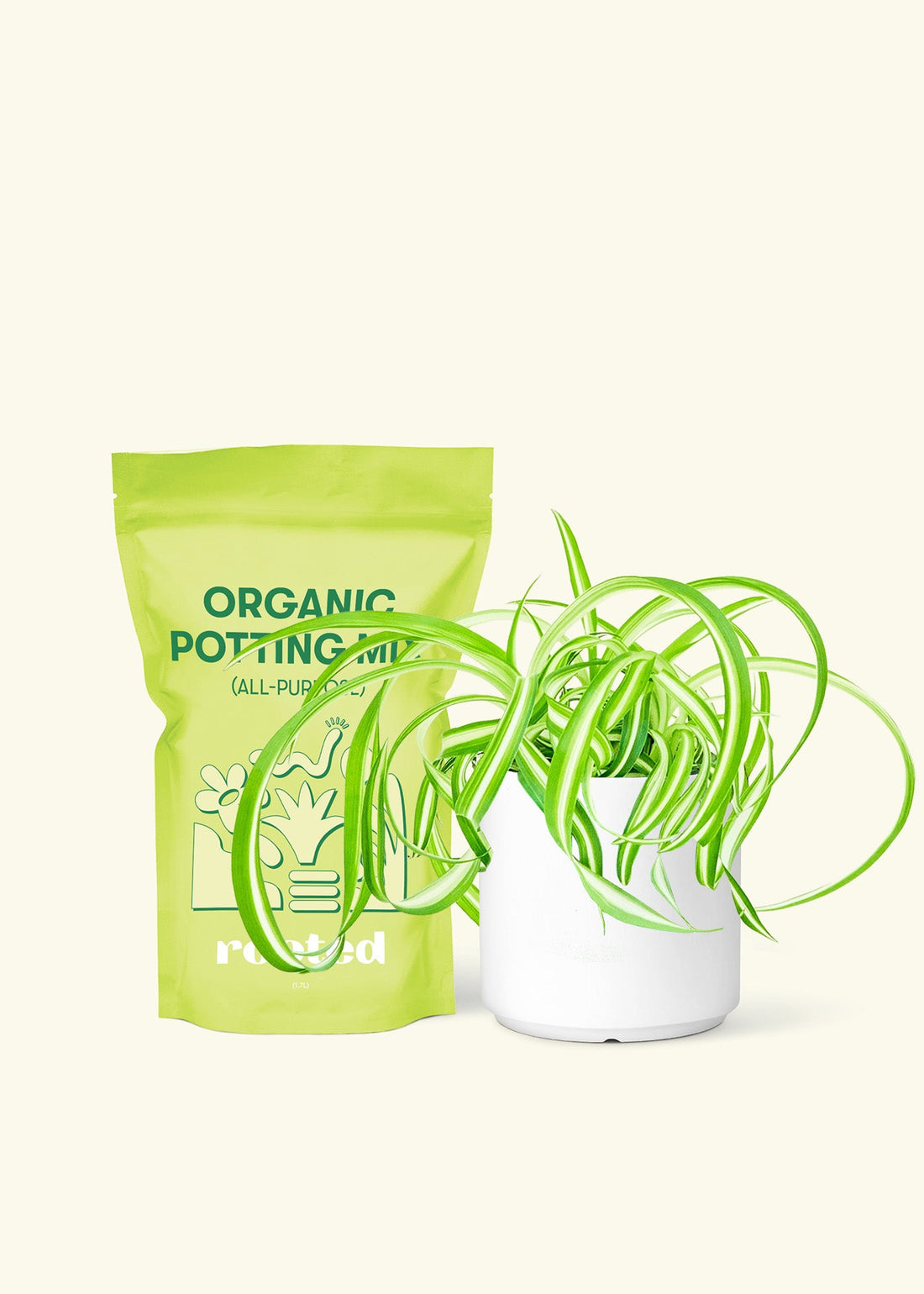 Small Spider Plant ‘Bonnie’ (Chlorophytum comosum ‘Bonnie’) in a white cylinder pot and a bag of soil.