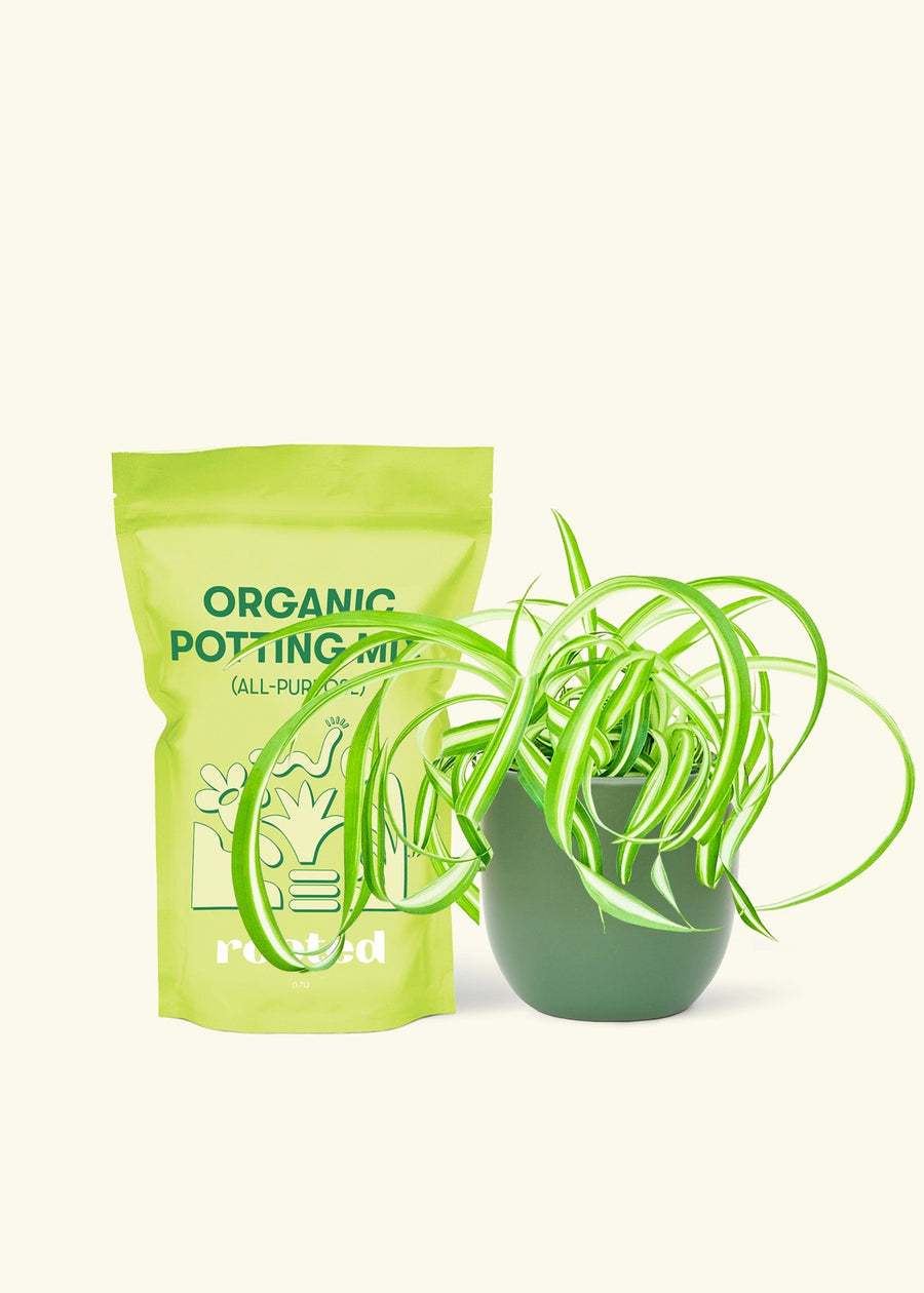 Small Spider Plant ‘Bonnie’ (Chlorophytum comosum ‘Bonnie’) in a green rounded pot and a bag of soil.