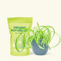 Small Spider Plant ‘Bonnie’ (Chlorophytum comosum ‘Bonnie’) in a indigo rounded pot and a bag of soil.