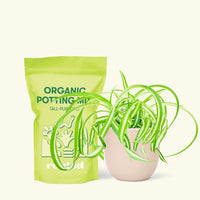Small Spider Plant ‘Bonnie’ (Chlorophytum comosum ‘Bonnie’) in a pink rounded pot and a bag of soil.