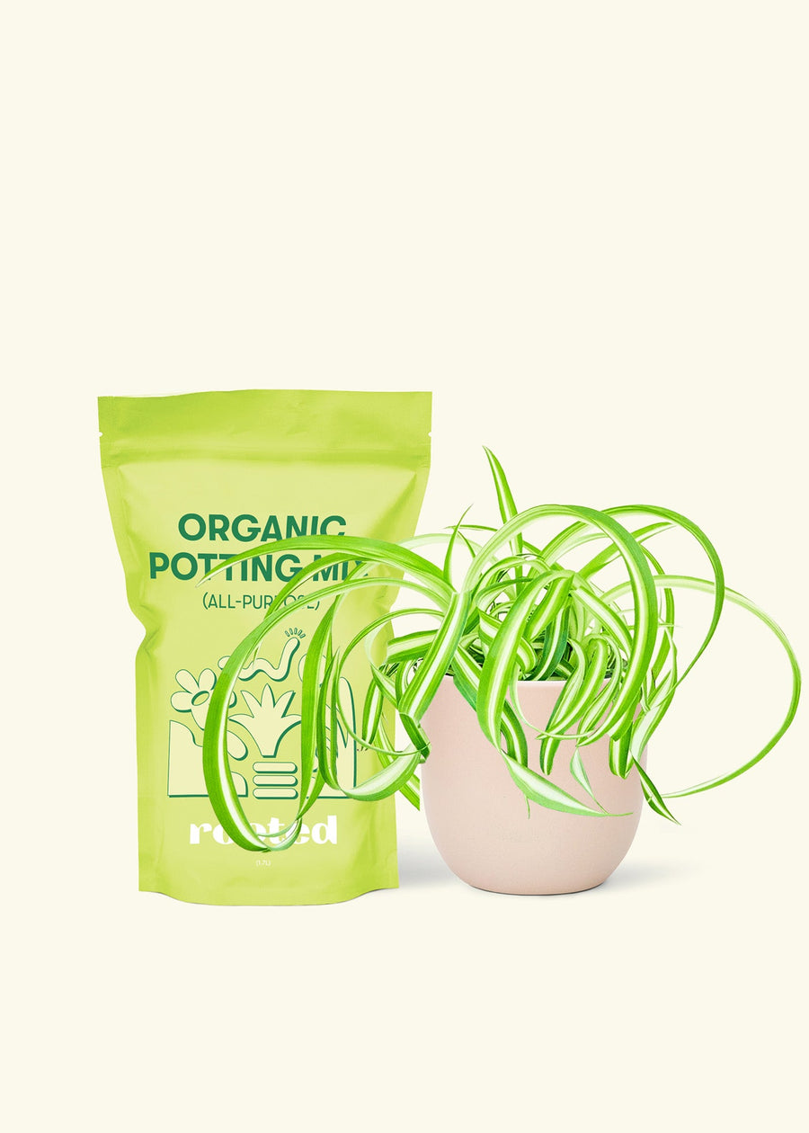 Small Spider Plant ‘Bonnie’ (Chlorophytum comosum ‘Bonnie’) in a pink rounded pot and a bag of soil.