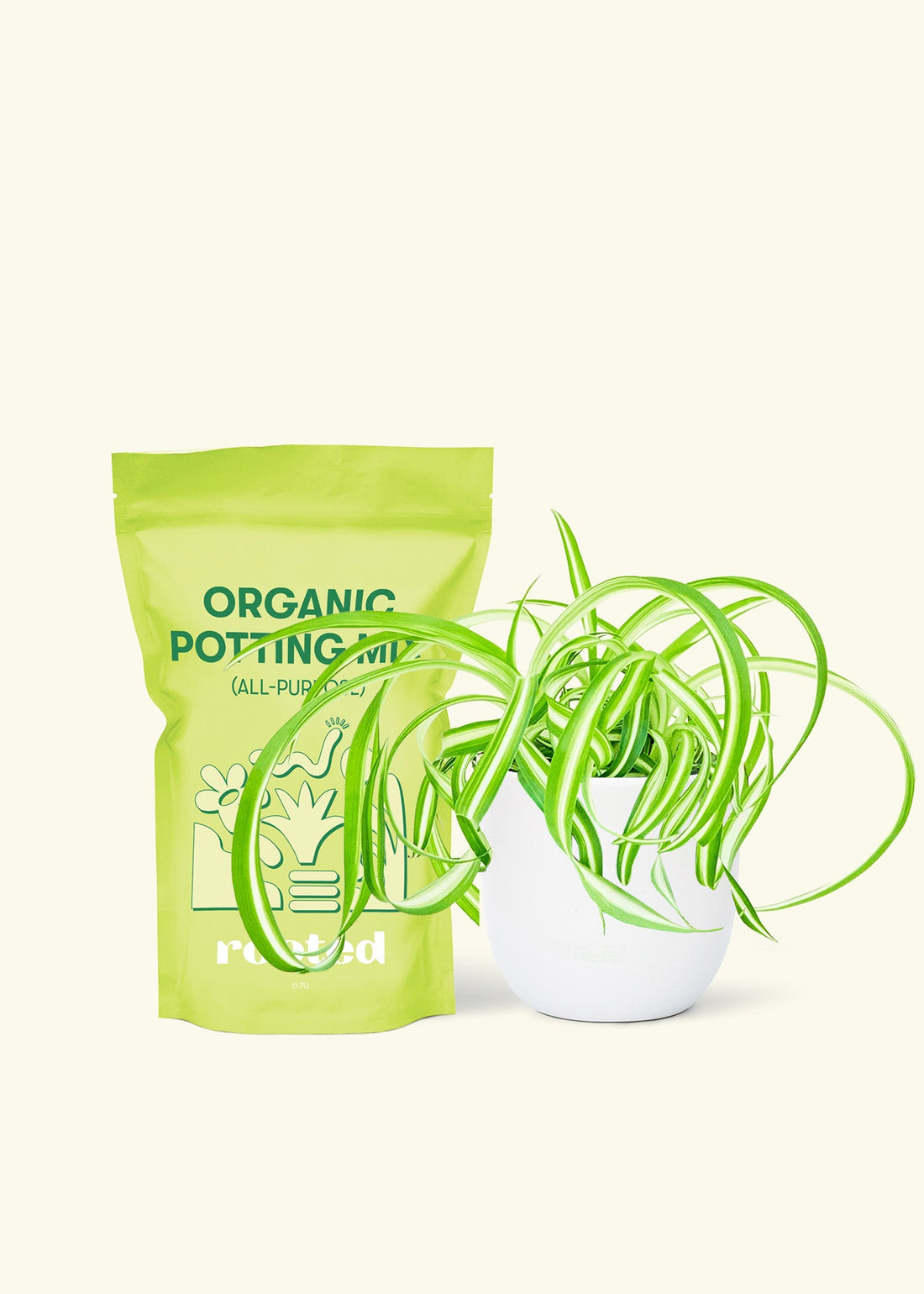 Small Spider Plant ‘Bonnie’ (Chlorophytum comosum ‘Bonnie’) in a white rounded pot and a bag of soil.