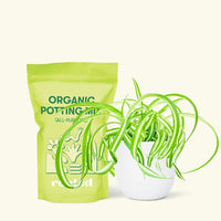 Small Spider Plant ‘Bonnie’ (Chlorophytum comosum ‘Bonnie’) in a white rounded pot and a bag of soil.