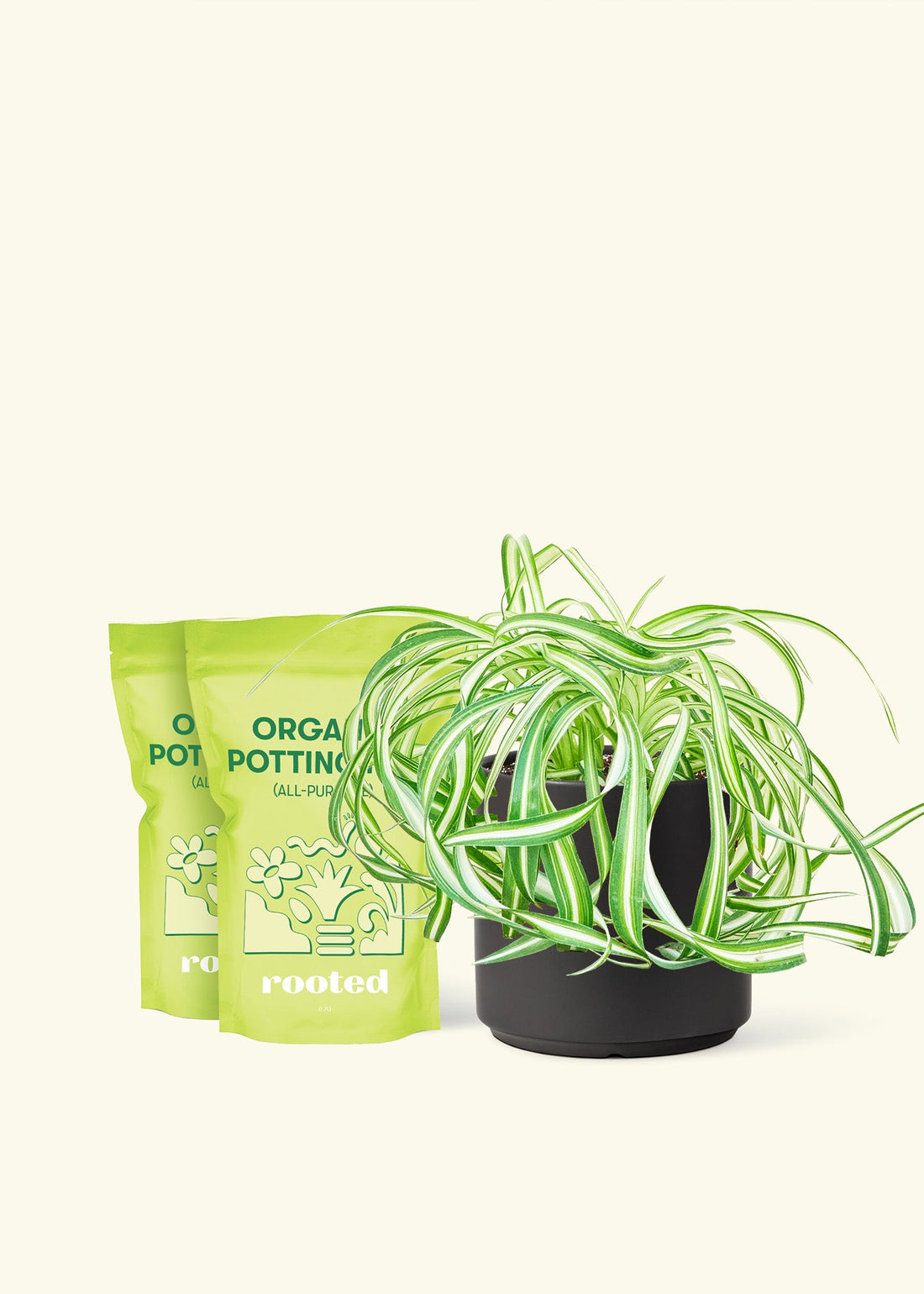 Medium Spider Plant &