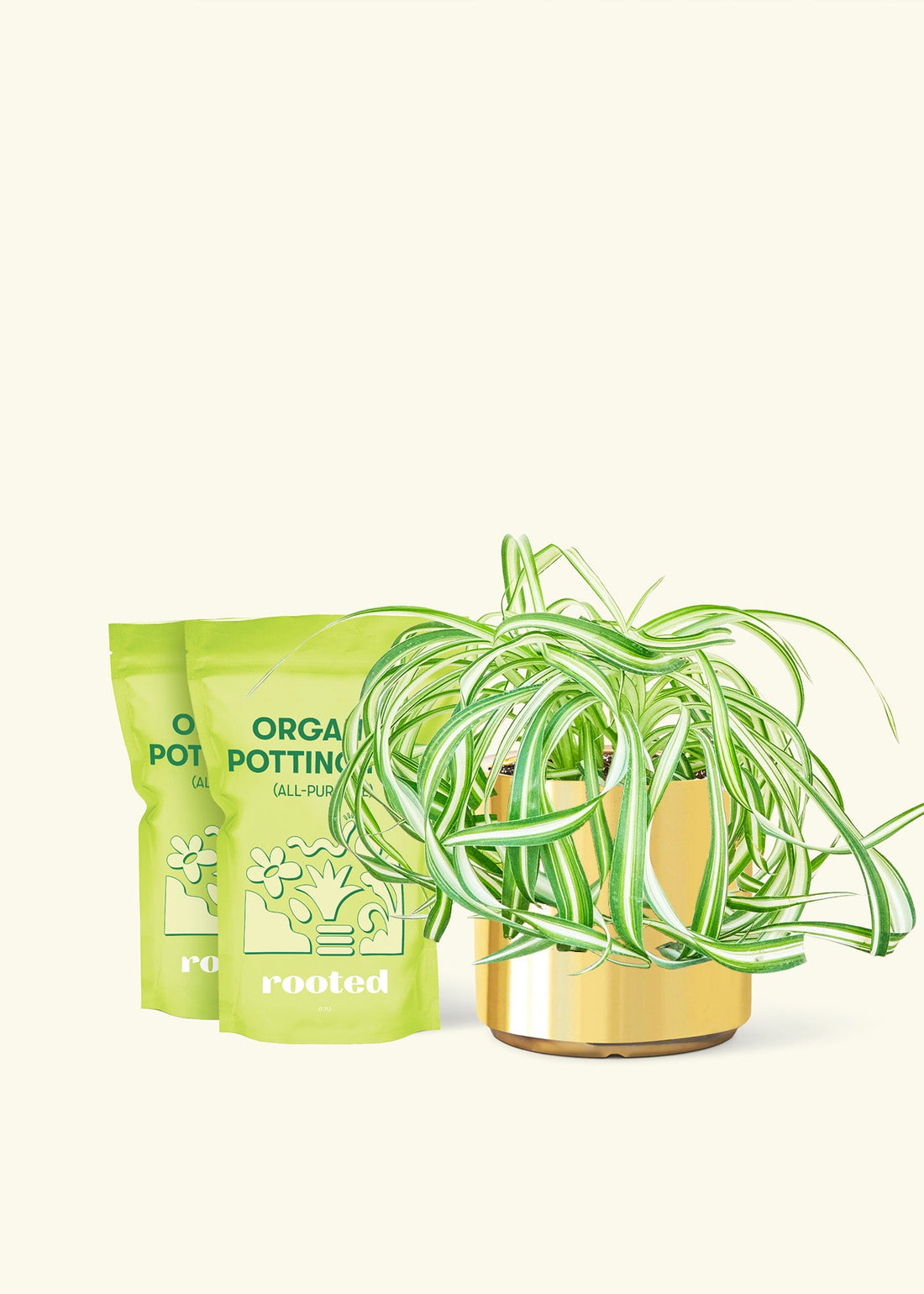 Medium Spider Plant &