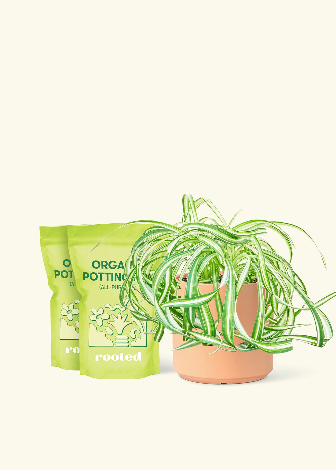 Medium Spider Plant &