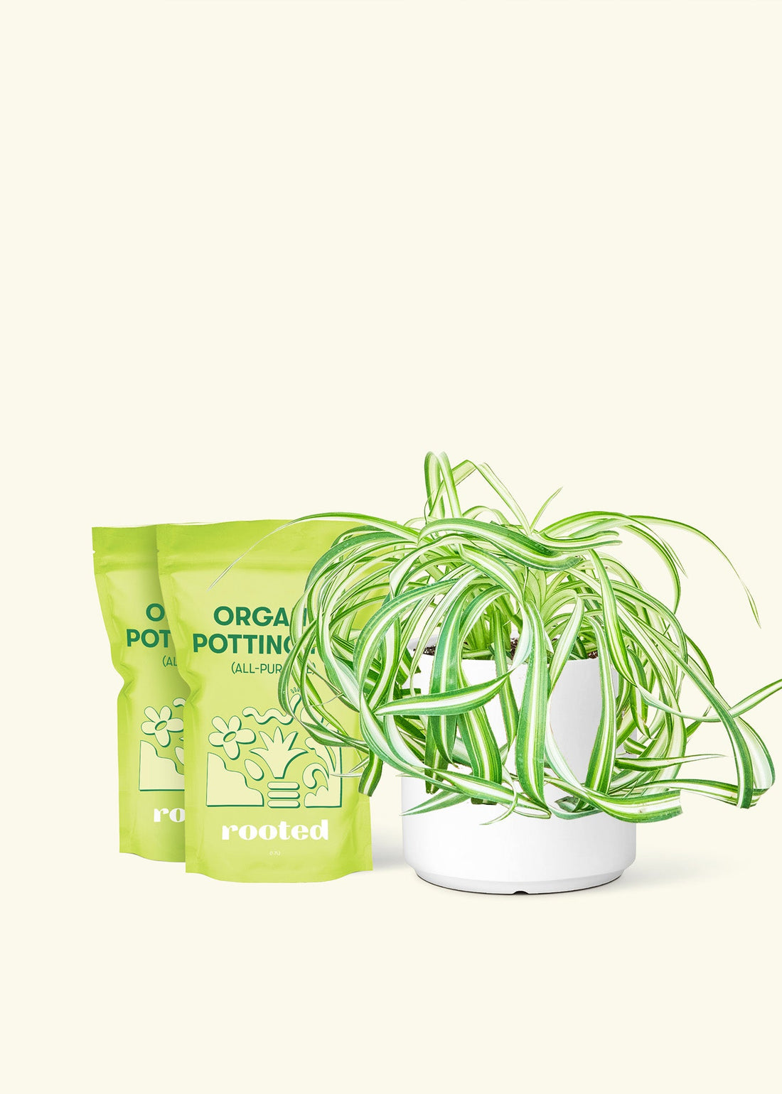 Medium Spider Plant &