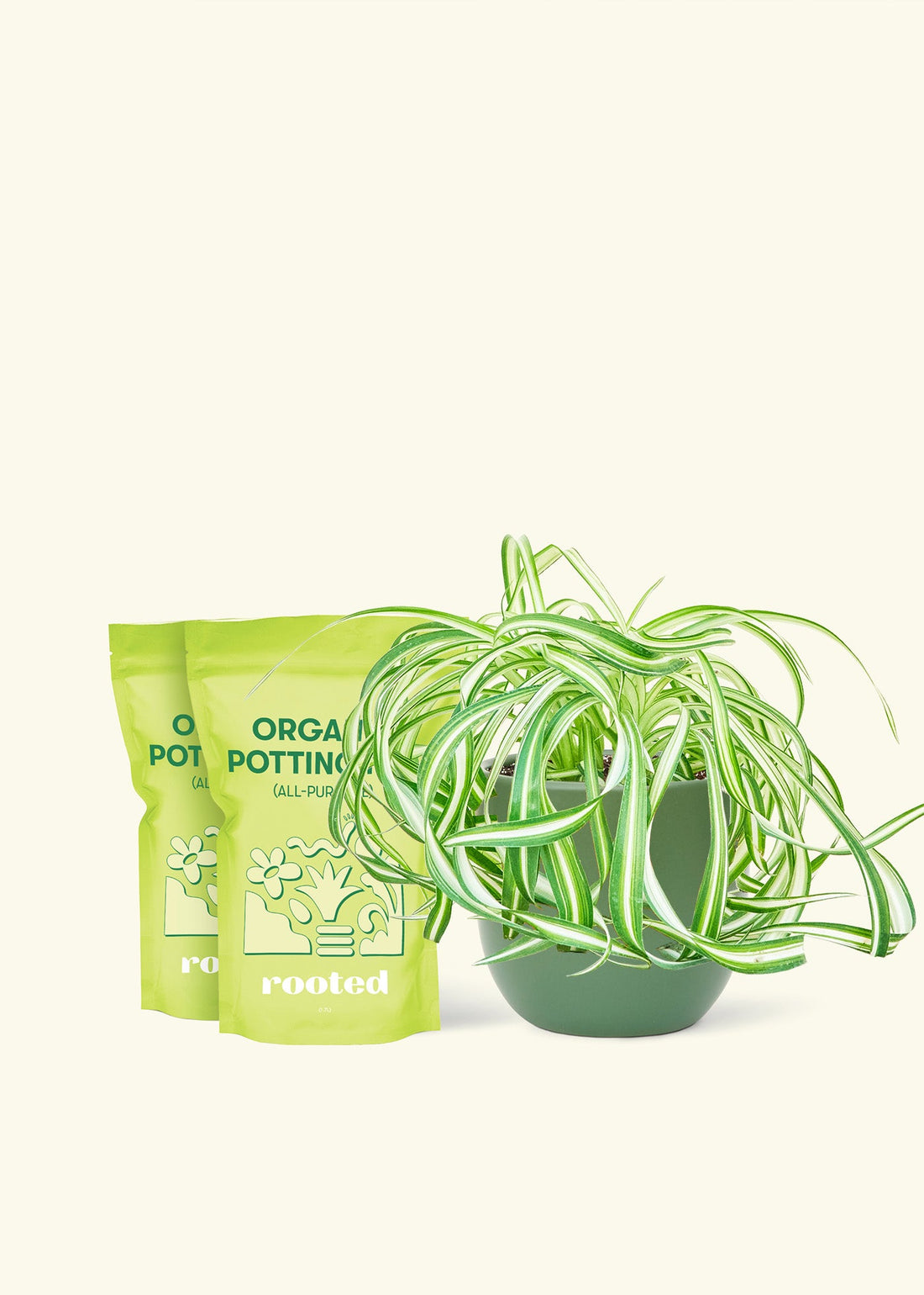 Medium Spider Plant &