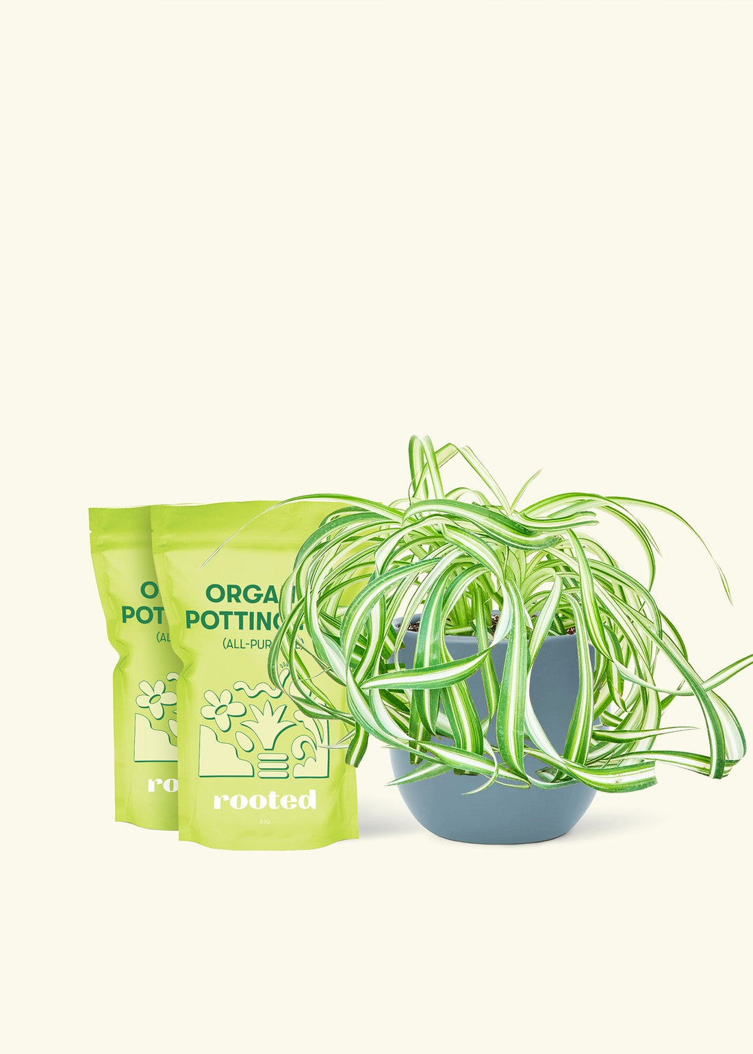 Medium Spider Plant &