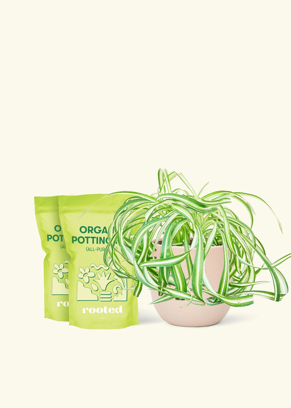 Medium Spider Plant &