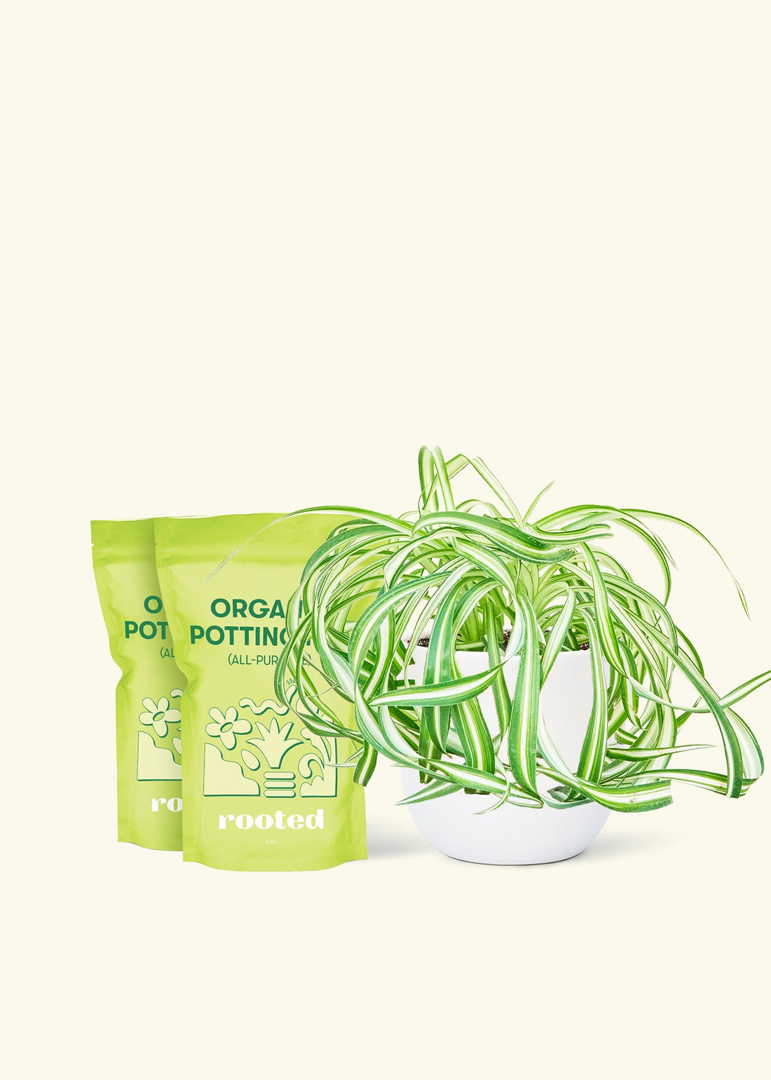 Medium Spider Plant &