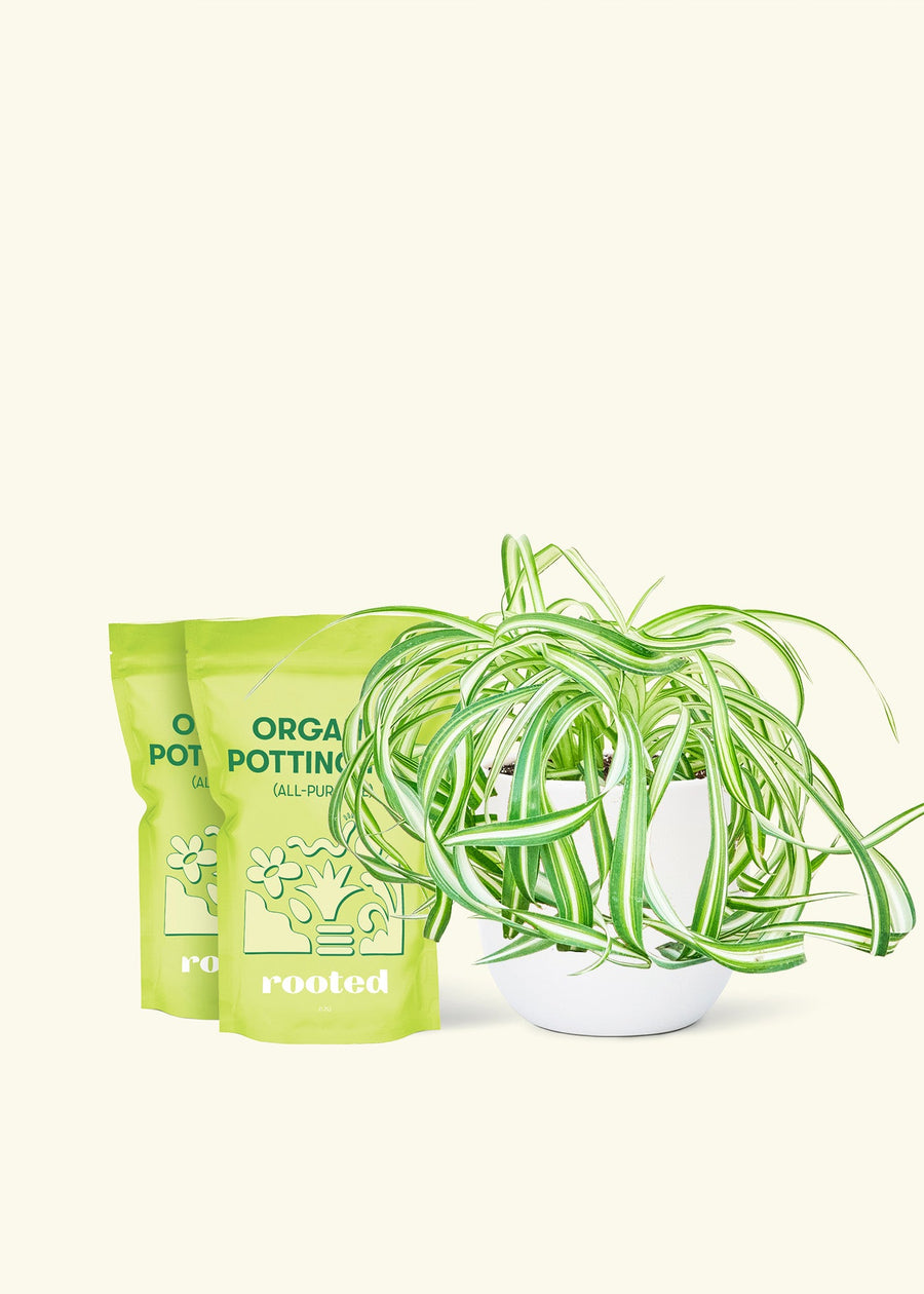 Medium Spider Plant 'Bonnie' (Chlorophytum comosum ‘Bonnie’) in a white rounded pot and two bag of soil.