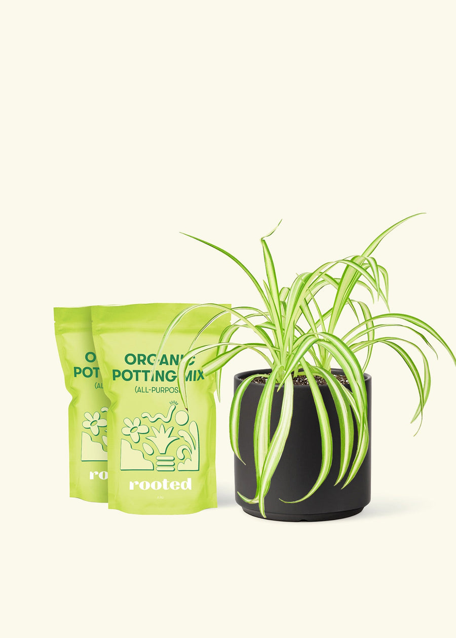 Medium Spider Plant (Chlorophytum comosum variegata) in a black cylinder pot and two bag of soil.