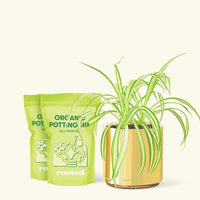 Medium Spider Plant (Chlorophytum comosum variegata) in a gold cylinder pot and two bag of soil.