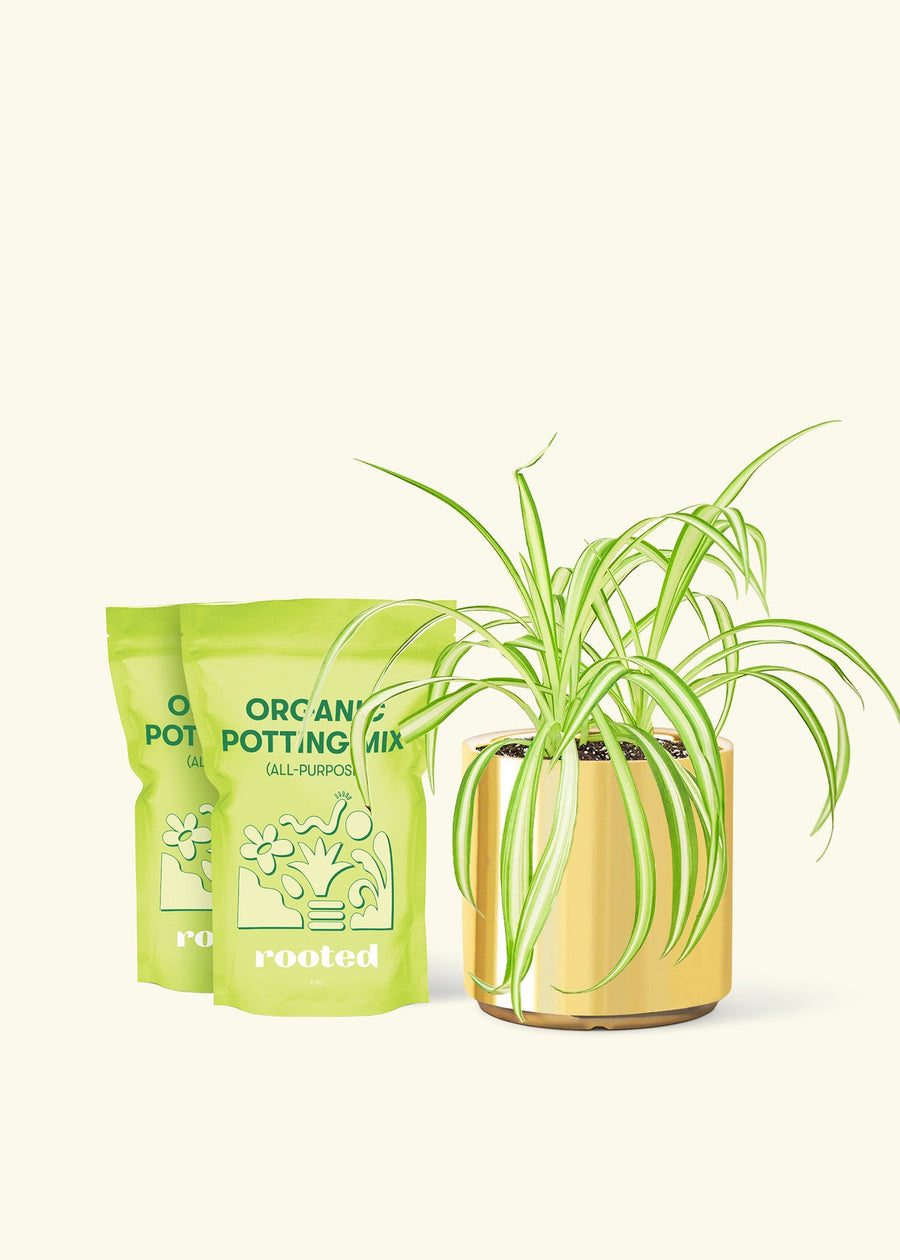 Medium Spider Plant (Chlorophytum comosum variegata) in a gold cylinder pot and two bag of soil.